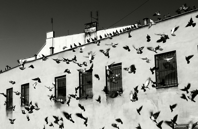 duiven Wrocklaw Polen