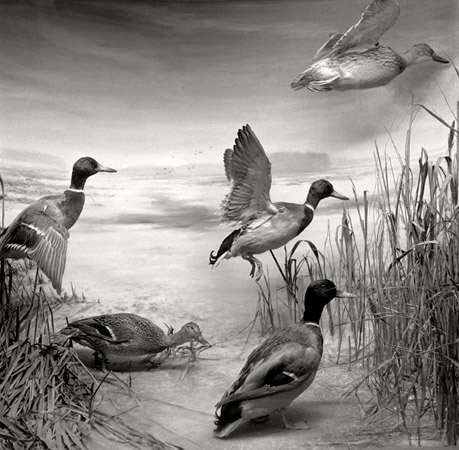 wilde eenden Brussel