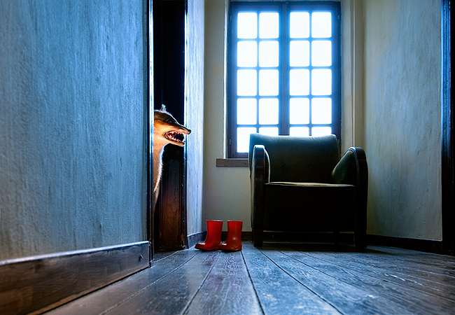 serie: onmogelijke huisdieren